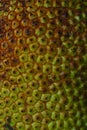 Close up texture of jackfruit skin showing green and brown hexagonal patterns Royalty Free Stock Photo