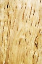 Close up texture of Karelian birch Royalty Free Stock Photo