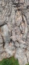 close up of the texture of a large tree trunk Royalty Free Stock Photo