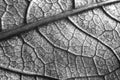 Close-up of texture of leaf, black and white photo Royalty Free Stock Photo