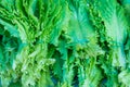 Close-up texture lettuce green leaves, fresh vegetables, greens, on the counter in the store. Natural Vitamin Food Royalty Free Stock Photo