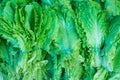 Close-up texture lettuce green leaves, fresh vegetables, greens, on the counter in the store. Natural Vitamin Food Royalty Free Stock Photo