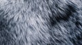 Close-up Texture of Light Gray Fur Royalty Free Stock Photo