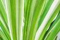 Texture linear green stripes alternating with bright white on the leaf , nature patterns background Royalty Free Stock Photo