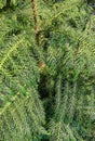Close-up texture of lush green coniferous branches with sharp needles of a decorative pine tree Royalty Free Stock Photo