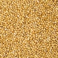 Close-up texture made of natural proso millet grains