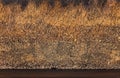 Close-up on texture of densely packed bulk of dry straw named Kayabuki thatching. Royalty Free Stock Photo