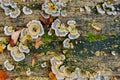 Close up texture of old wood with autumn leaf green moss and colorful fungal and lichen on it Royalty Free Stock Photo