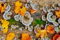 Close up texture of old wood with autumn leaf green moss and colorful fungal and lichen on it Royalty Free Stock Photo