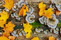 Close up texture of old wood with autumn leaf green moss and colorful fungal and lichen on it Royalty Free Stock Photo