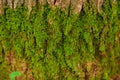 Close up texture of an old wood bark with green moss Royalty Free Stock Photo