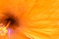 Close up texture of orange hibicus flower, tropical flower