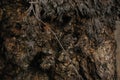 close up of the texture and patterns in the twisting bark Royalty Free Stock Photo