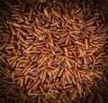 close up texture of raw brown rice. Background. Royalty Free Stock Photo