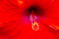 Close up texture of red hibicus flower, tropical flower, nature Royalty Free Stock Photo