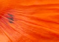 Close up texture of a red poppy leaf for a background Royalty Free Stock Photo