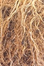 Close up texture of root