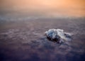 Close-up of the texture of salt crystals in water Royalty Free Stock Photo