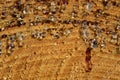 Close-up and texture of a sawed-off tree trunk with many drops of resin hanging from it