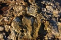 Close-up on the texture of a seaside rock