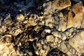 Close-up on the texture of a seaside rock with glistening wetness