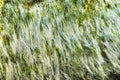 Close up texture of seaweed on a seaside rock. Background with green and white algae seaweed. The natural velvet texture Royalty Free Stock Photo