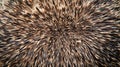 Close up Texture Shot of Brown and White Animal Fur with Natural Pattern Royalty Free Stock Photo