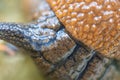close up texture of slimy slug skin Royalty Free Stock Photo
