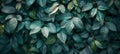 Close up texture of small green leaves in hedge wall, eco evergreen garden background Royalty Free Stock Photo