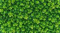 Close up texture of small green leaves in hedge wall, evergreen eco plant in garden Royalty Free Stock Photo