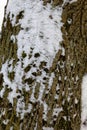 Close up texture of snow-covered mossy tree trunk.