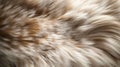 Close-up Texture of Soft Ginger and White Cat Fur Royalty Free Stock Photo