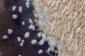 Close-up Texture Sponges on the water surface of the river after rain leach the soil surface into the river. It looks like coffee