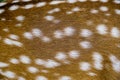 Close up texture of spotted deer skin Royalty Free Stock Photo