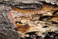 Close up texture and structure the termite nests in decaying trunk of the old falling tree Royalty Free Stock Photo
