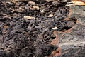 Close up texture and structure the termite nests in decaying trunk of the old falling tree Royalty Free Stock Photo