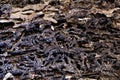 Close up texture and structure the termite nests in decaying trunk of the old falling tree