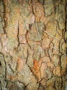 The close up the texture and surface of the rough tree skin, background Royalty Free Stock Photo