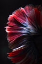 Close up texture of tail fighting fish