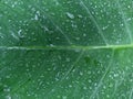 close up texture of taro leaves exposed to rain