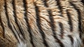 Close up Texture of Tiger Fur Pattern Abstract Animal Skin Detail for Background and Design Use Royalty Free Stock Photo