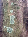 Close-up texture of tree bark with patches of green moss Royalty Free Stock Photo