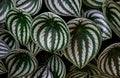 Close up of the texture of Tropical `Peperomia Argyreia` background or `watermelon Peperomia` plant with round silvery green