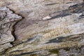 Texture of old wood with bark and cracks on the surface