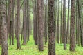 Close up of texture trunk in Pine forest