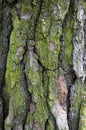 Close up of texture on trunk of a pine tree Royalty Free Stock Photo