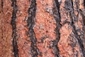 Close up of texture on trunk of a Ponderosa Pine tree Royalty Free Stock Photo