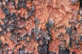 Close up of texture on trunk of a Ponderosa Pine tree Royalty Free Stock Photo