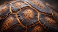 Close-up Texture of a Turtle Shell with Orange and Black Patterns