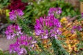 Close up texture view of beautiful purple cleome flower heads in a sunny garden